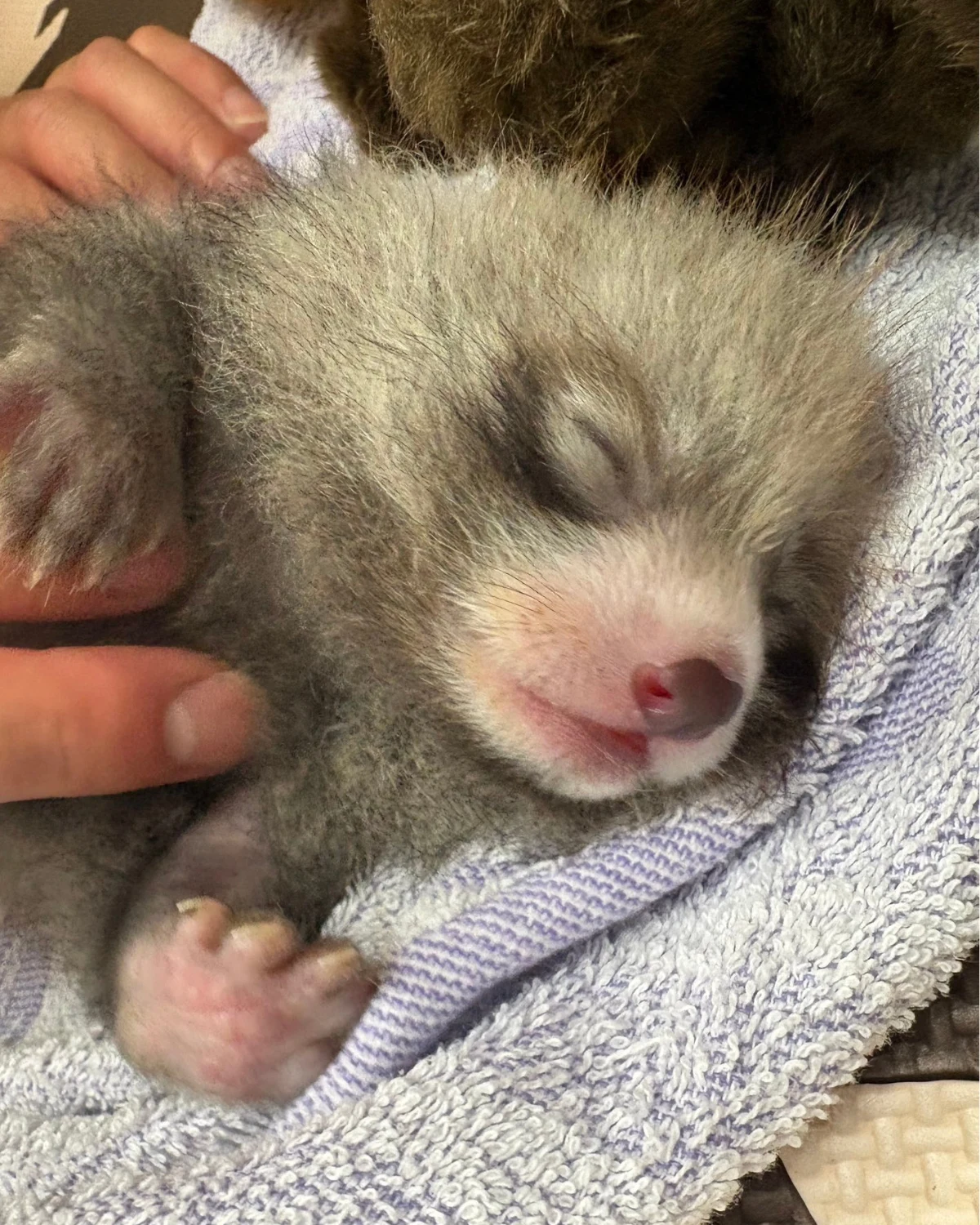 Baby red panda